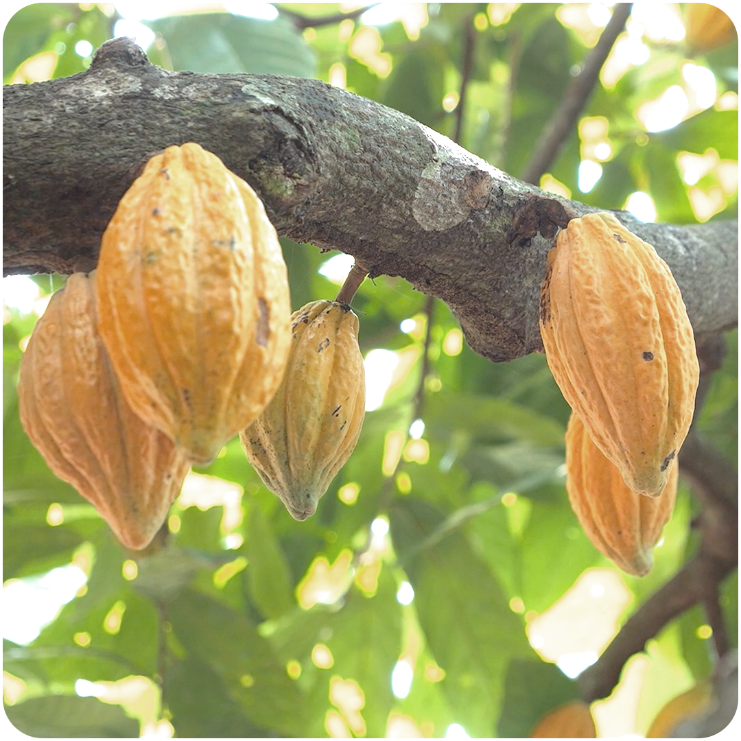 Aura Cacao