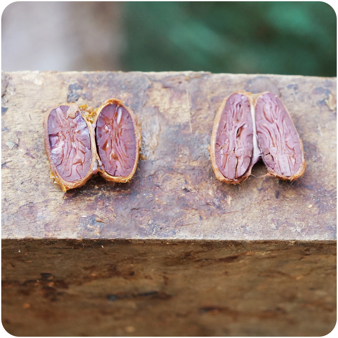 Aura Cacao