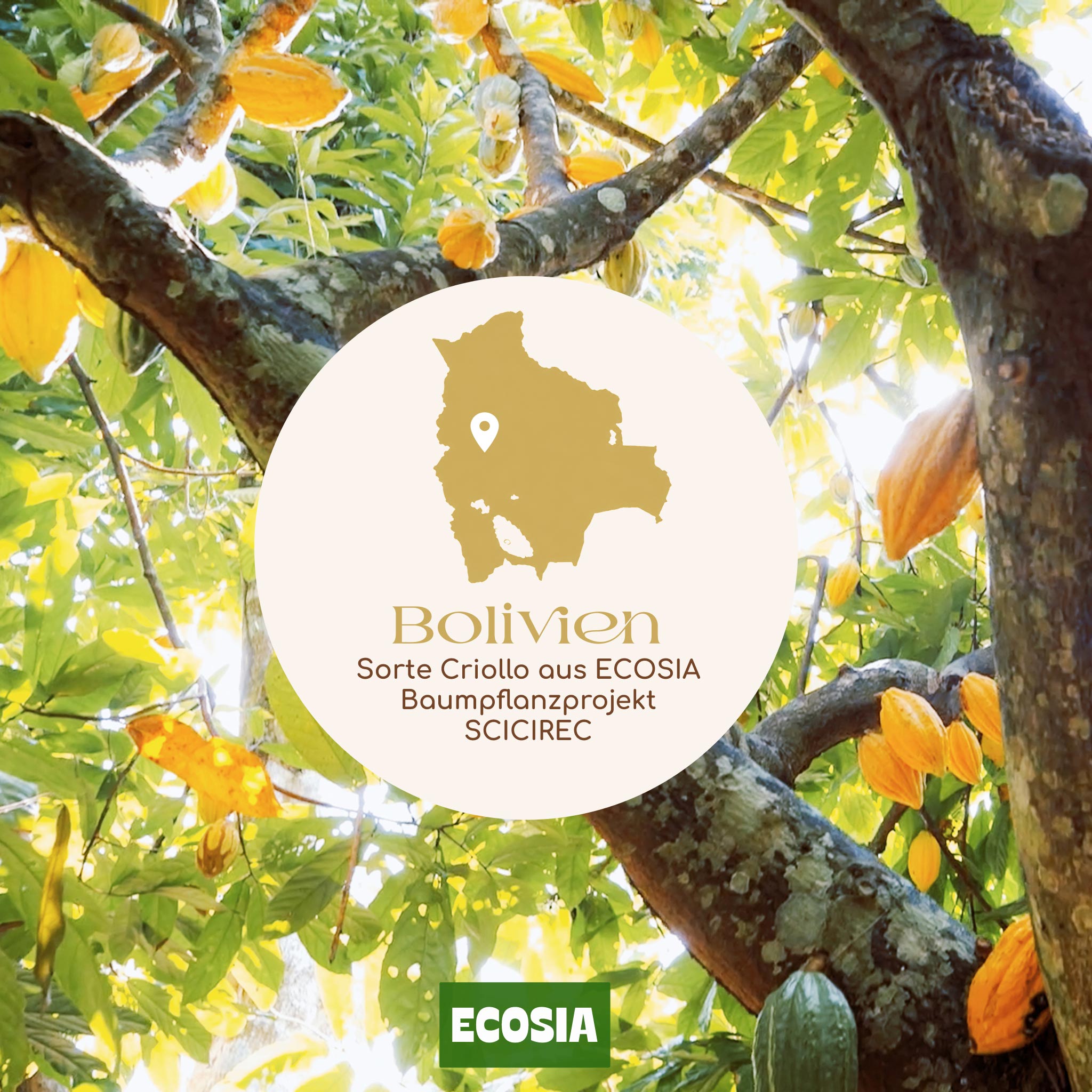 Aura Cacao Pack