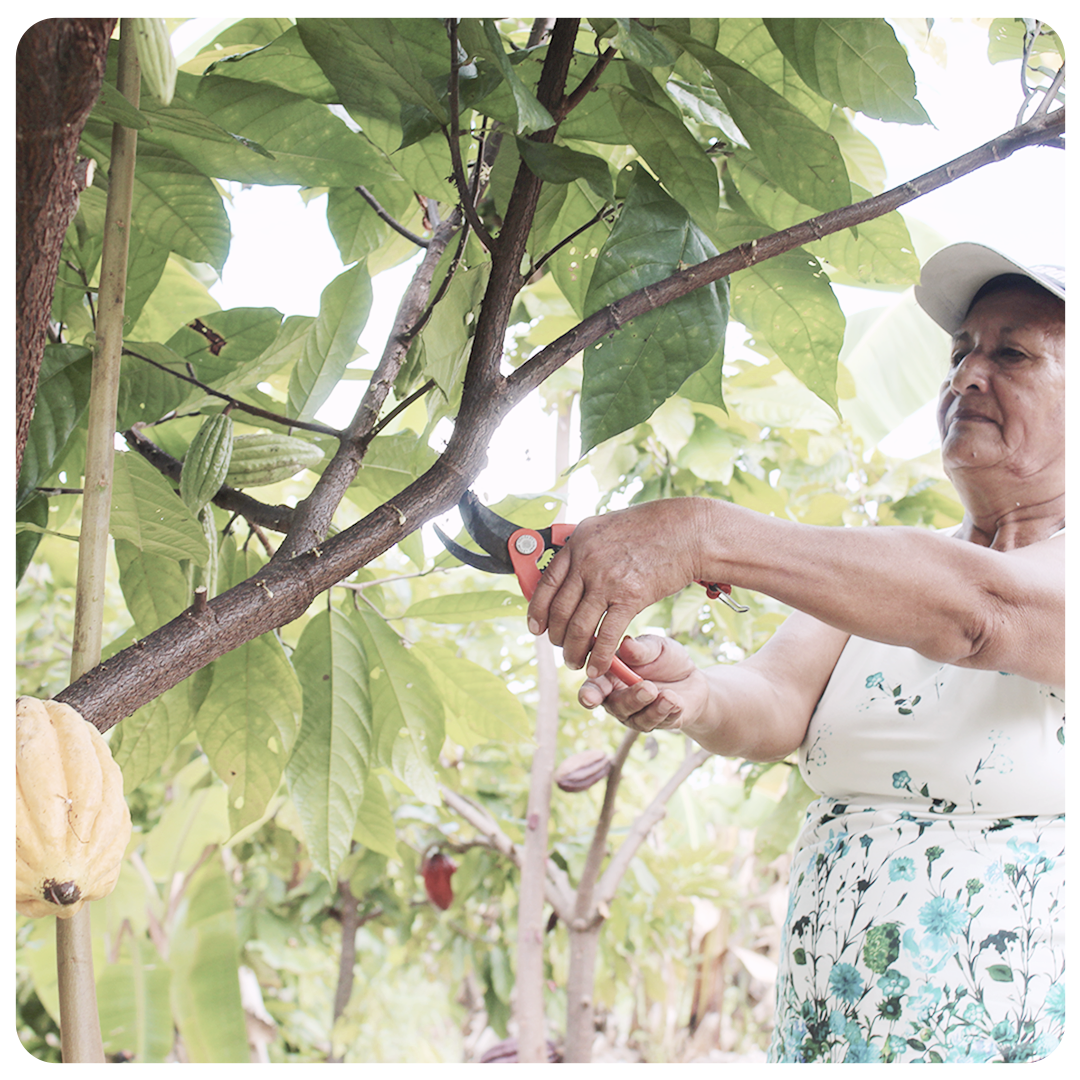 Flow Cacao