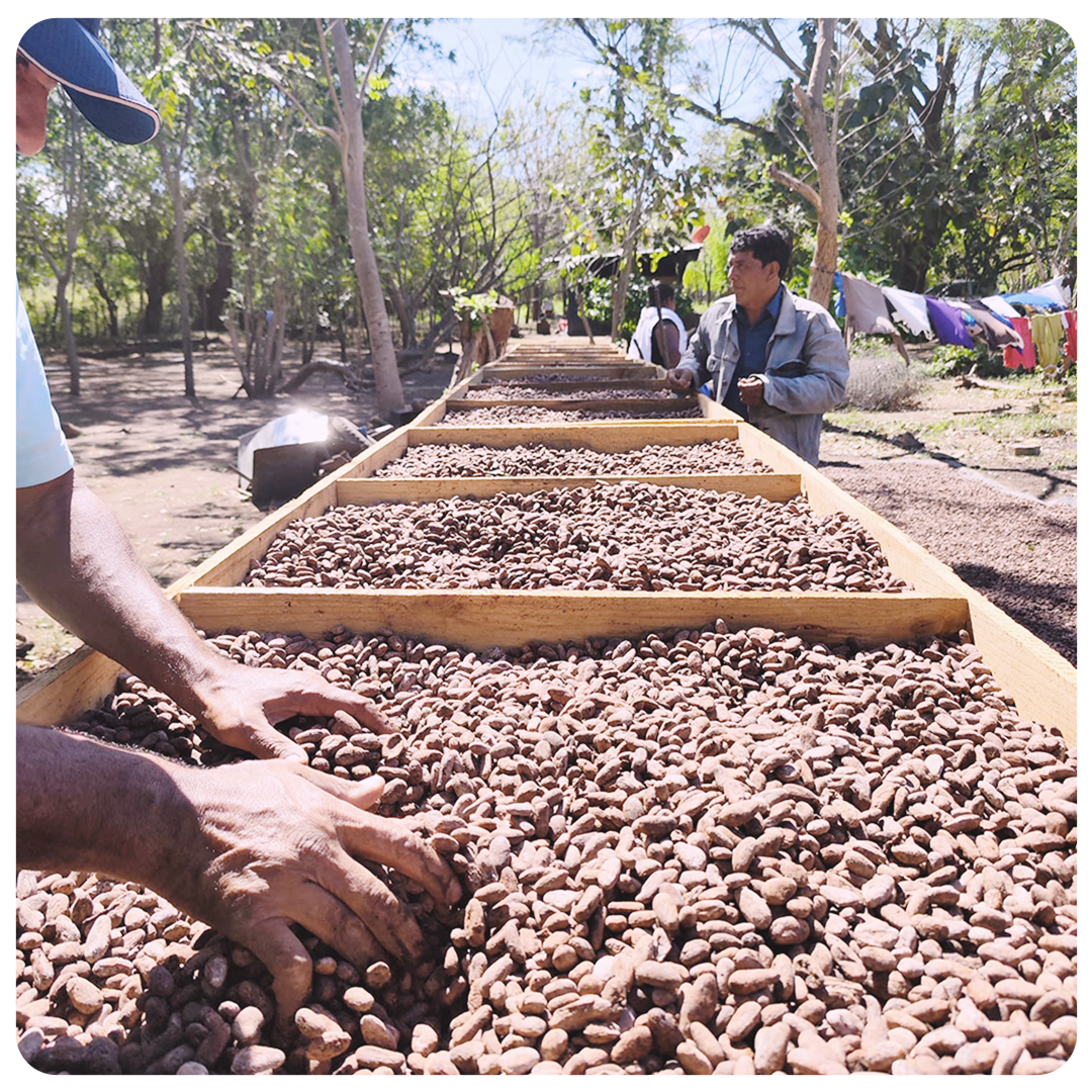 Flow Cacao