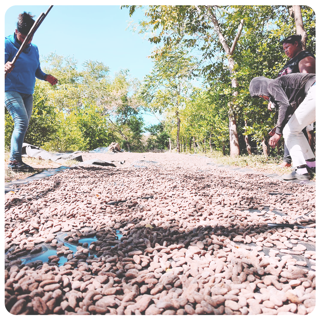 Flow Cacao