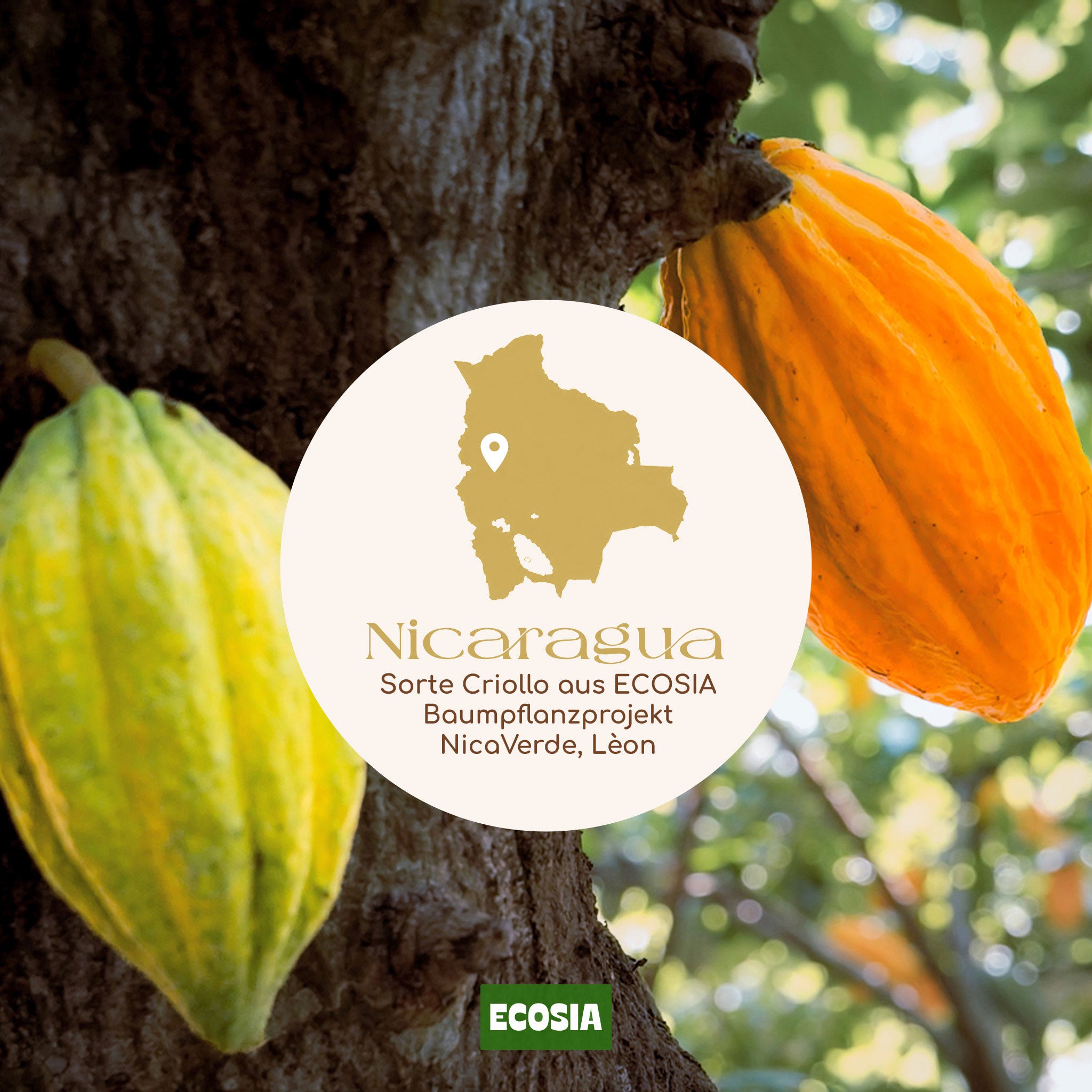 Flow Cacao Pack