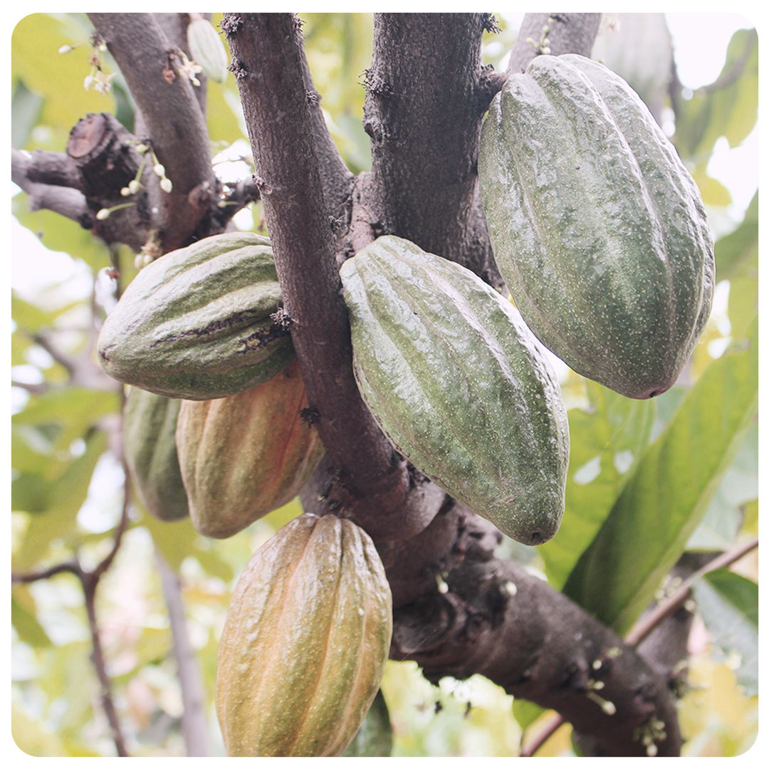 Body Cacao