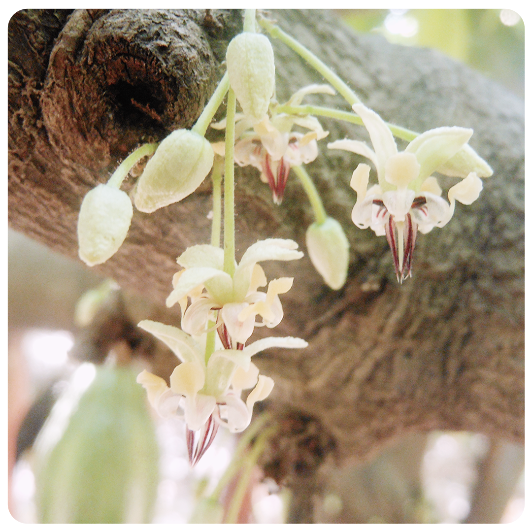 Flow Cacao