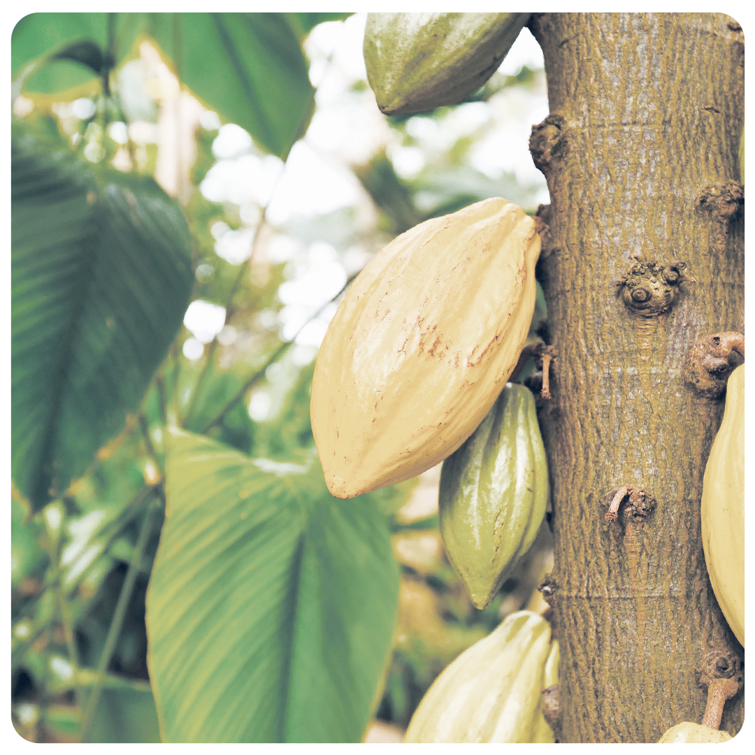 Flow Cacao