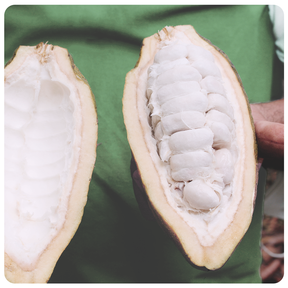 Body Cacao