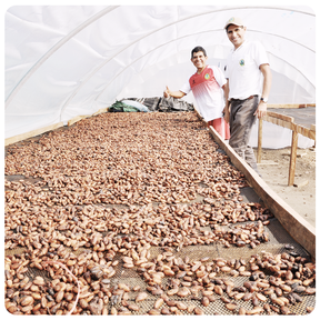 Body Cacao