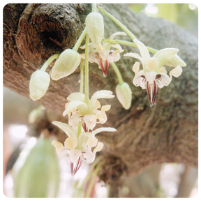 Flow Cacao