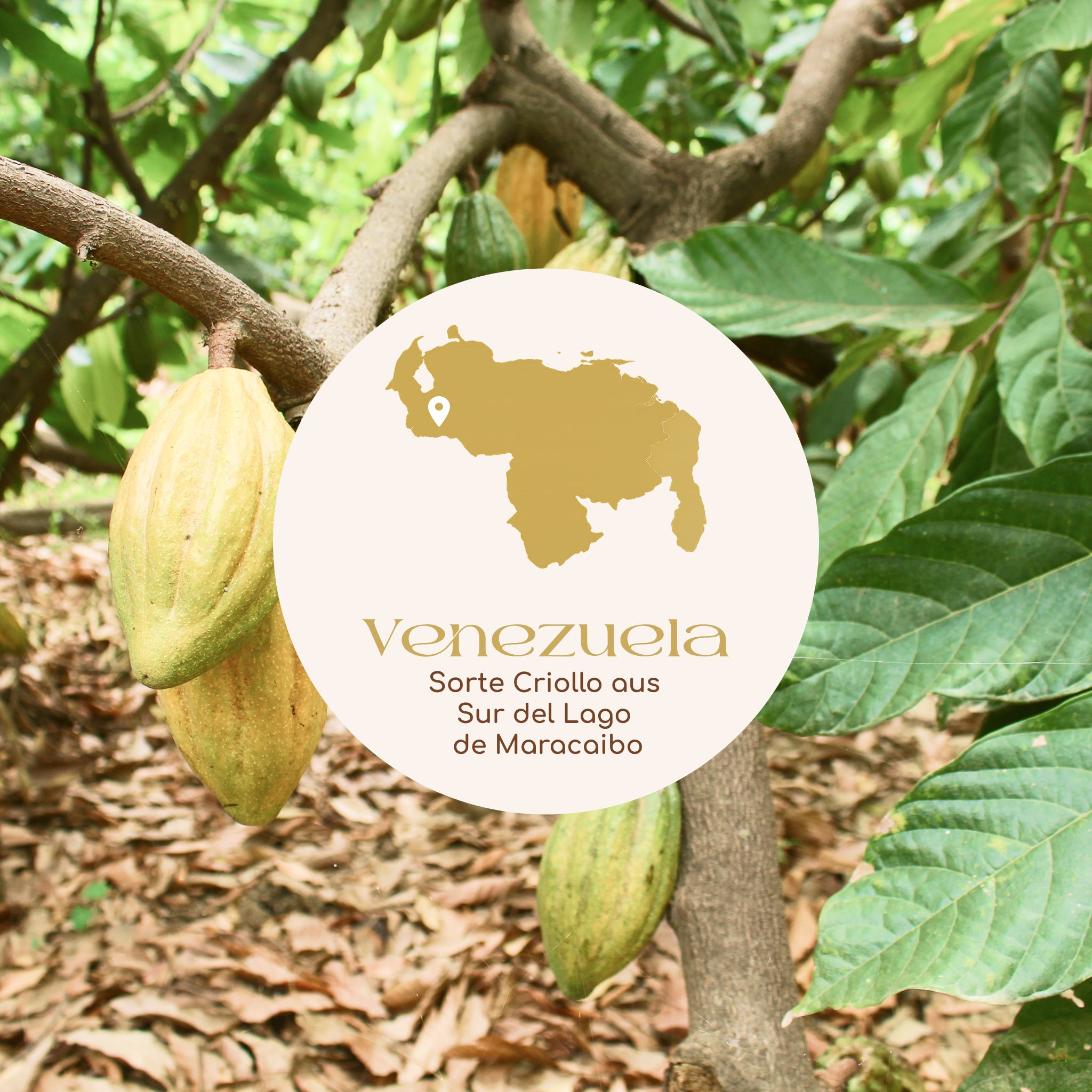 Roots Cacao